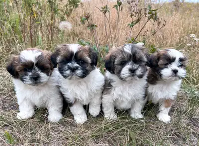 Shichon Pups, View more