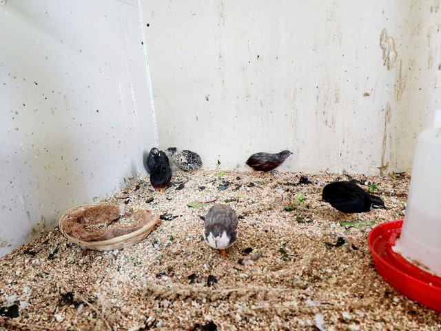 Button Quails in Birds for Rehoming in Abbotsford
