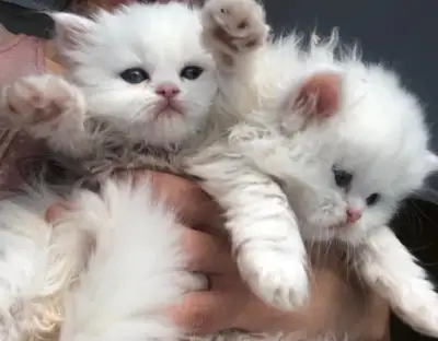 Merveilleux chatons Persan 2 blancs 1 crème 1 Argenté, View more