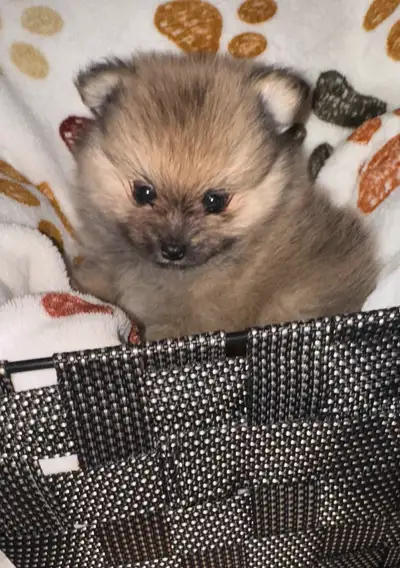 2 very small male Pom puppies, View more