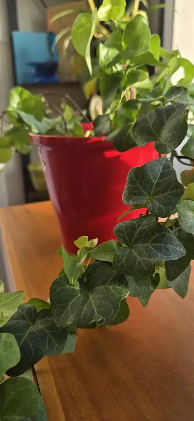 English Ivy Plant with Glossy Red Ceramic Planter, View more