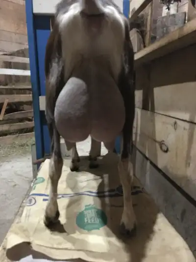 Two young dairy does for sale. Confirmed pregnant. Dry does. Alpine and Alpine x Toggenburg. Heavy m...