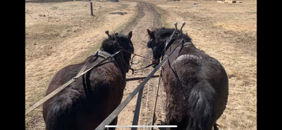 Black Draft Team, View more