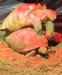 Tortue Sulcata turtle pair