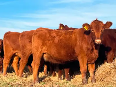 18 red angus heifers , approx 1100lbs . confirmed pregnant to a purebred red angus bull . proven to...