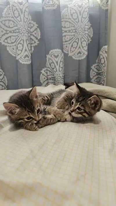Playful kittens Needs Home together, View more
