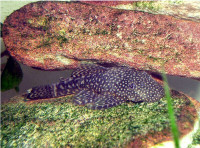 EXTRA LARGE PLECOS ON SPECIAL $20.00