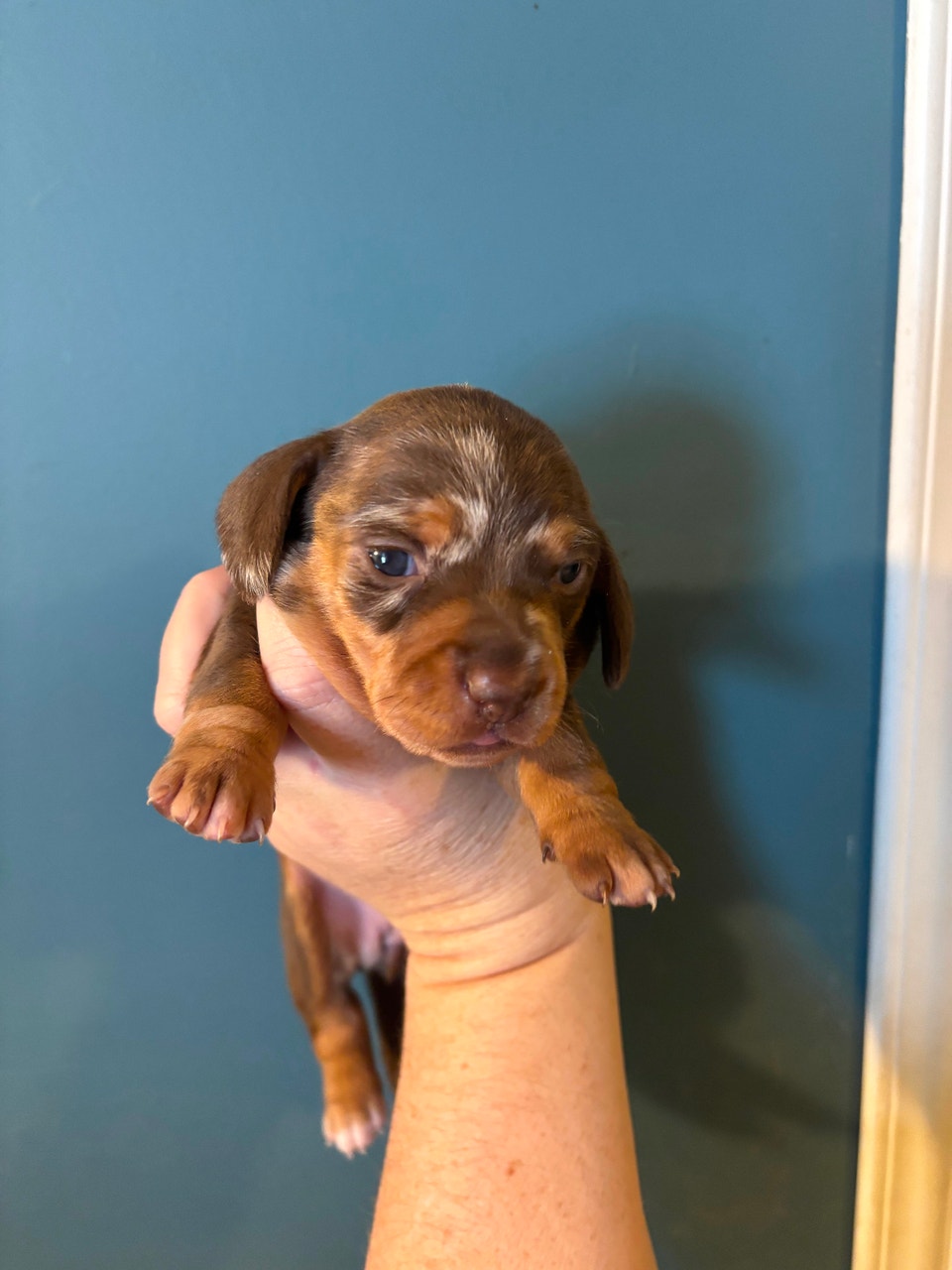 smooth-coat-mini-dachshund-puppies-dogs-puppies-for-rehoming