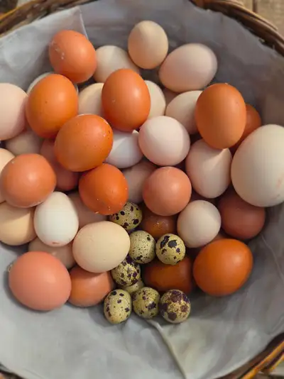 Hedemora roo and bym hens, View more