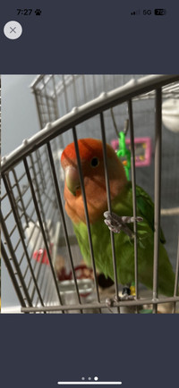 Bird for rehoming 