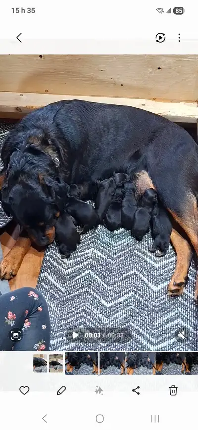Chiots Rottweiler a vendre, View more