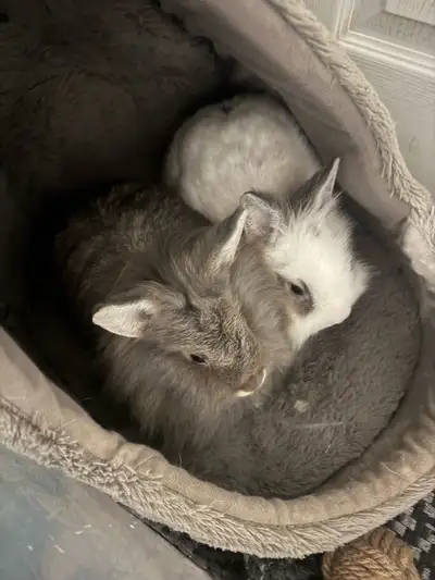 Beautiful lion head bunnies , View more