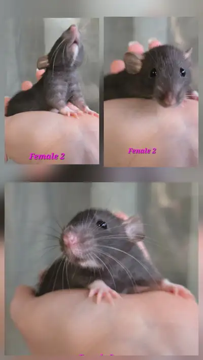 Baby rats!, View more