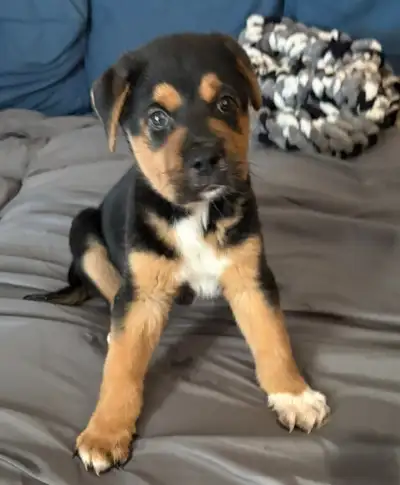 Rotti X Pyreneese Puppy Availble to Good Home, View more