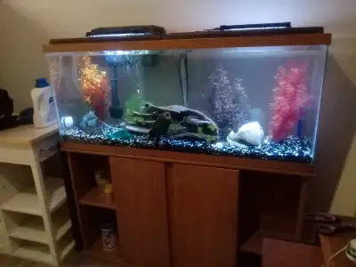 45 Gallon Tank for sale Comes with everything you see in the pictures (lights, pumps and filters) Al...