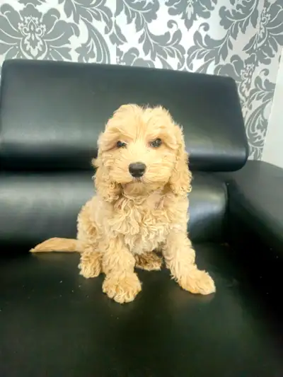 F1B COCKAPOO PUPPY (LAST FEMALE), View more