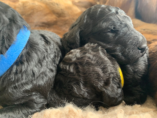 F1 b labradoodles  in Dogs & Puppies for Rehoming in Summerside - Image 3