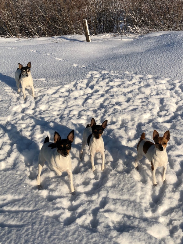 Reg'd TayField Toy Fox Terriers Dogs & Puppies for Rehoming