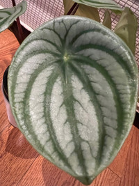 BeautifullyGrown SuperCute Watermelon Peperomia plant ONLY $25! 