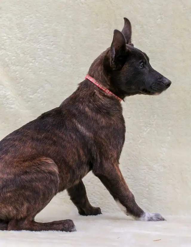 Dutch Shepherds in Dogs & Puppies for Rehoming in Red Deer - Image 2