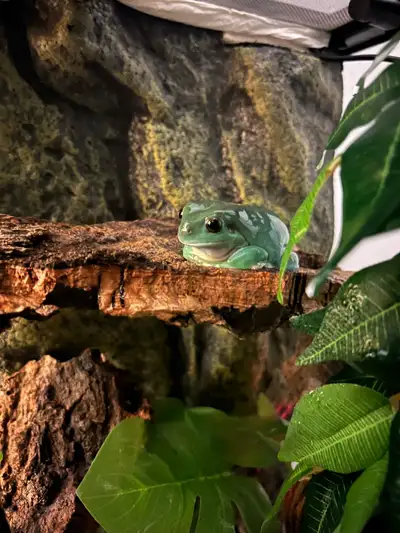 I have a 9 month old male whites tree frog and I’m looking to find him some company. Preferably a fe...