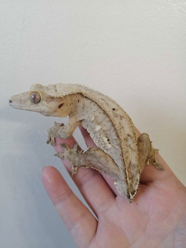 Young adult in Reptiles & Amphibians for Rehoming in Belleville