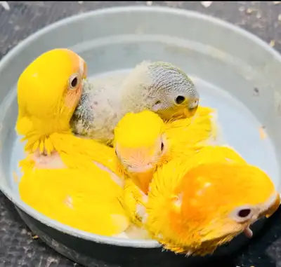 love bird fisher for sale , View more