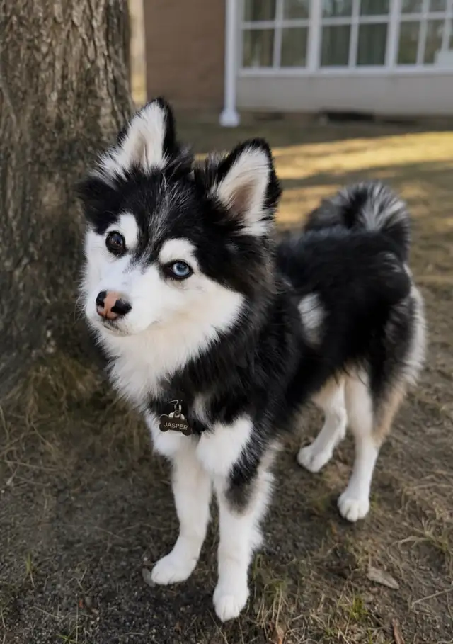 Pet Photography – Capture Your Pet’s Personality! 