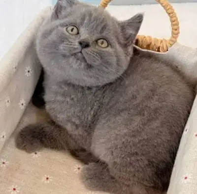 Purebreed British Shorthair kittens, View more