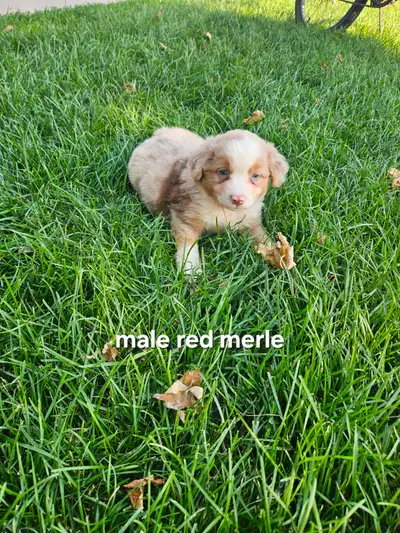 Miniature Australian Shepherd puppies, View more