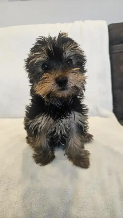 Pure breed Yorkshire terrier, View more