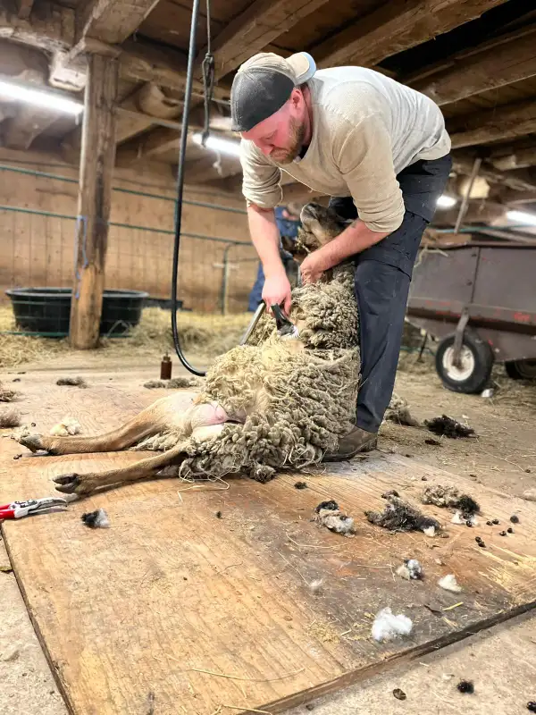 Sheep shearing alpaca and llama in Livestock in Hamilton - Image 4