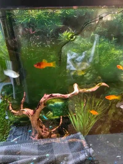 Free Tropical Fish, View more