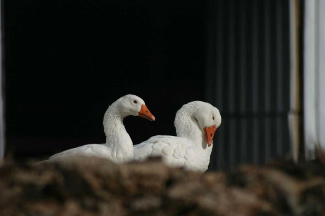 Embden goslings in Livestock in Kamloops
