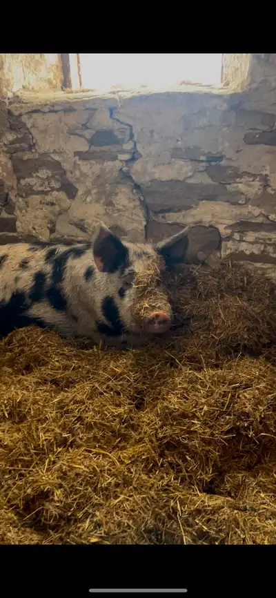 Proven Boar Available to Rent, View more