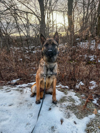 Belgian malinois looking for forever home!