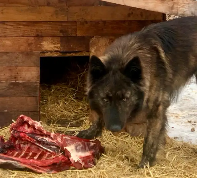 TAMASKAN PUPS (Ultimate Shepsky) in Dogs & Puppies for Rehoming in Edmonton - Image 8