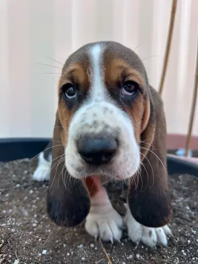 3 males available 8 weeks old Very friendly and laid back Good with other dogs, kids and other anima...