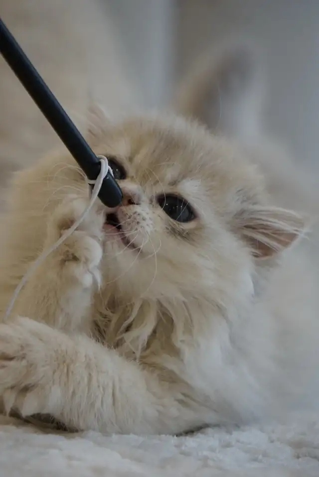 Purebred British Shorthair And Longhair Kittens in Cats & Kittens for Rehoming in City of Montréal - Image 7