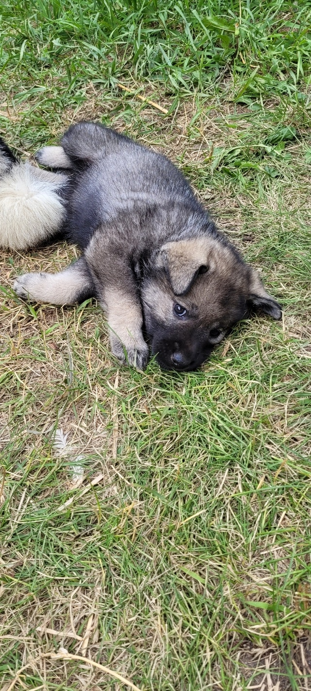 Elkhound/Black Lab mix Puppies Dogs & Puppies for Rehoming