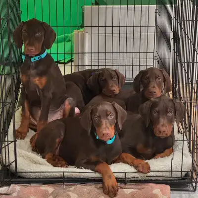 Doberman puppies, View more