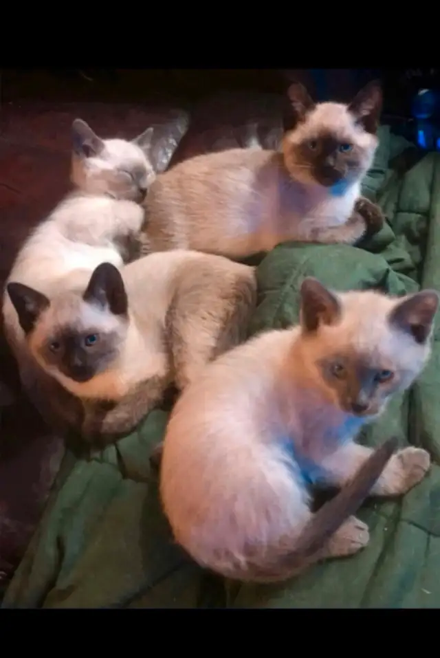❤️❤️❤️Bébé chatons pure siamois ❤️ Baby Siamese in Cats & Kittens for Rehoming in City of Montréal - Image 6
