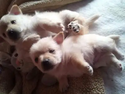 beautiful chihuahua/ magnifiques chihuahua, View more