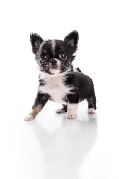 **Élevage chihuahua pure race**Testé OFA**Chiots de qualité, View more