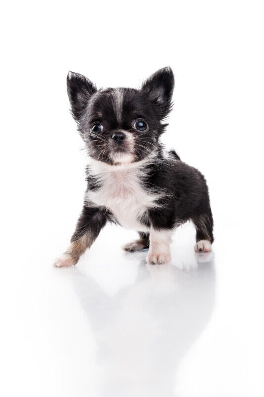 **Élevage chihuahua pure race**Testé OFA**Chiots de qualité | Dogs ...