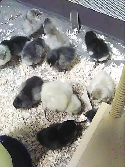 Currently have a dozen ameraucana/easter egger chicks for sale with more hatching every other week....
