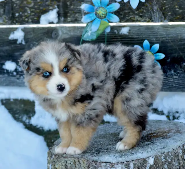 Miniature Australian Shepherd Pups in Dogs & Puppies for Rehoming in Edmonton - Image 5