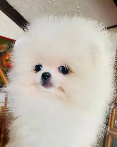 Pomeranian registered puppies, View more