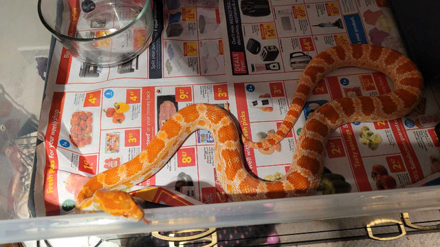 Adult Female Albino Cornsnake in Other Pets for Rehoming in Peterborough
