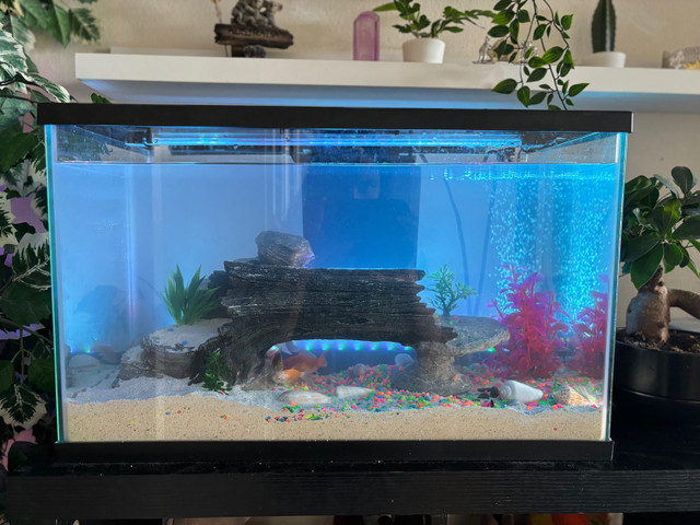 Fish Tank For Sale in Hobbies & Crafts in City of Toronto - Image 3
